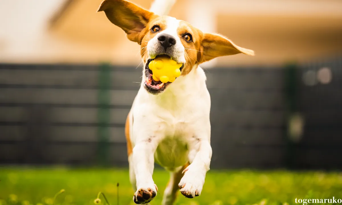 犬　ボール遊び　なぜ