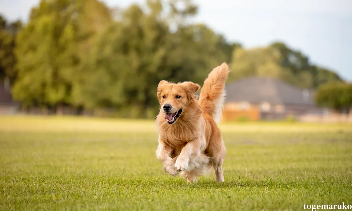 ボール遊び　得意な犬