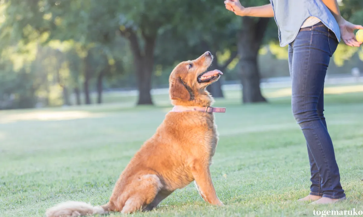 犬　ボール遊び　教え方